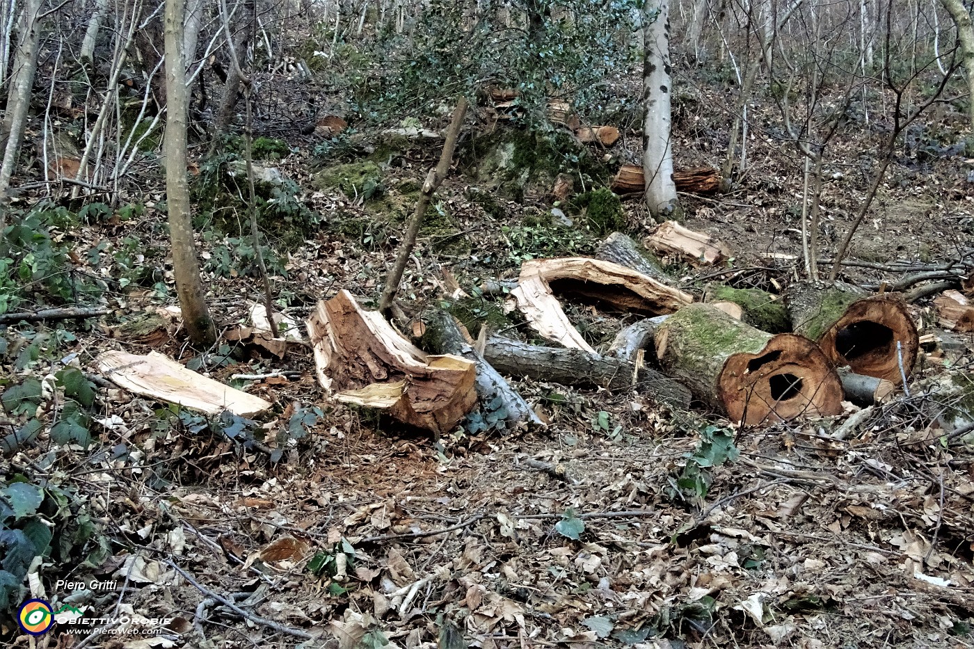 17 Tronchi di castagno da poco tagliati.JPG